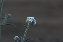 Cryptantha muricata