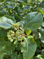 Viburnum cassinoides image