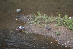 Columba livia domestica