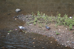 Columba livia domestica