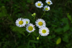 Erigeron strigosus