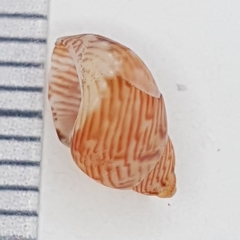 Tricolia pullus image