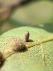 Caryomyia urnula
