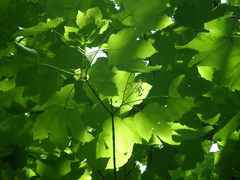 Acer velutinum
