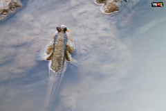 Periophthalmodon schlosseri