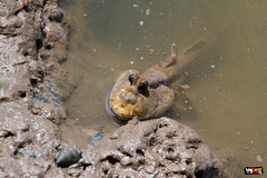 Periophthalmodon schlosseri