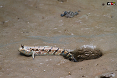 Boleophthalmus boddarti