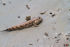 Boleophthalmus boddarti