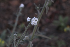 Cryptantha muricata