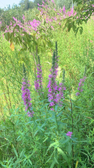 Lythrum salicaria