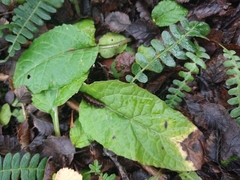 Adenocaulon chilense