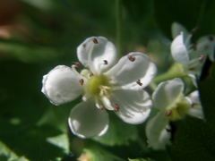 Crataegus pentagyna