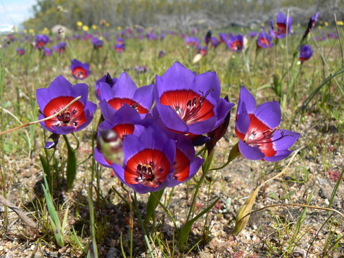 Geissorhiza radians