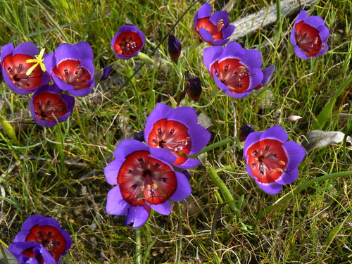 Geissorhiza radians