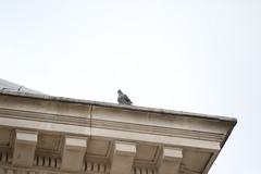 Columba livia domestica