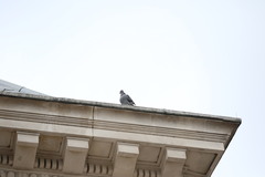 Columba livia domestica