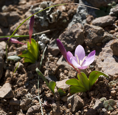 Hesperantha humilis