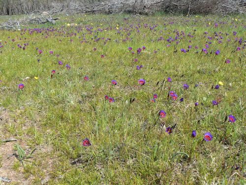 Geissorhiza radians