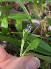 Commelina diffusa