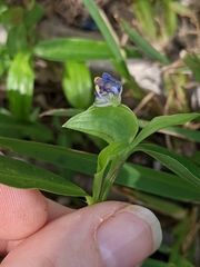 Commelina diffusa