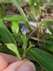 Commelina diffusa