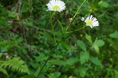 Erigeron strigosus