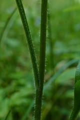 Erigeron strigosus