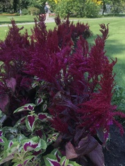 Celosia argentea plumosa
