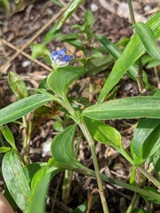 Commelina diffusa