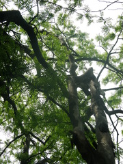Gleditsia caspia