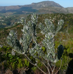 Xiphotheca fruticosa