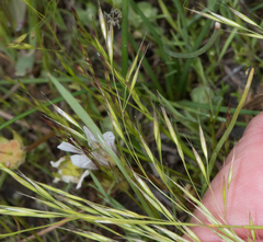Deschampsia danthonioides