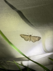 Eupithecia satyrata
