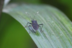 Leptoscelis flaviventris