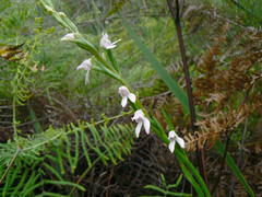 Brownleea recurvata