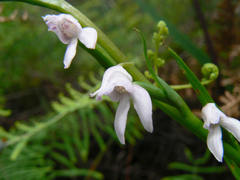 Brownleea recurvata