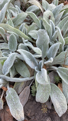 Stachys byzantina