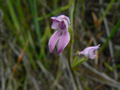 Brownleea recurvata
