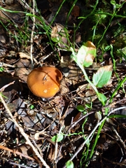 Cortinarius collinitus