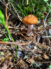 Cortinarius collinitus
