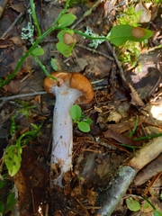 Cortinarius collinitus