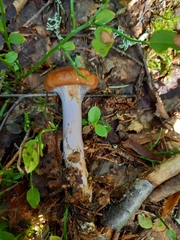 Cortinarius collinitus