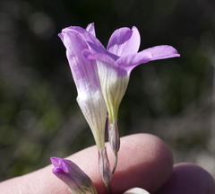 Ixia oxalidiflora