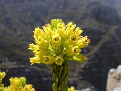 Erica parilis parilis