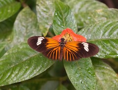 Heliconius xanthocles