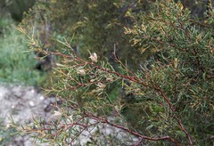 Hakea trifurcata