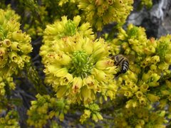 Erica parilis parilis