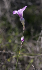 Ixia oxalidiflora