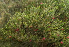 Melaleuca quadrifida