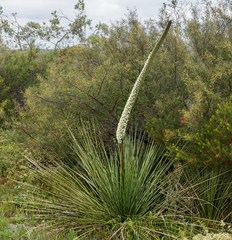 Xanthorrhoea platyphylla